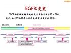 EGFR基因突变