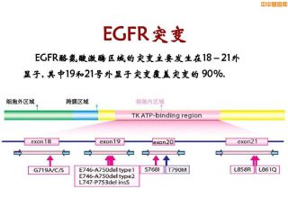 EGFR基因突变